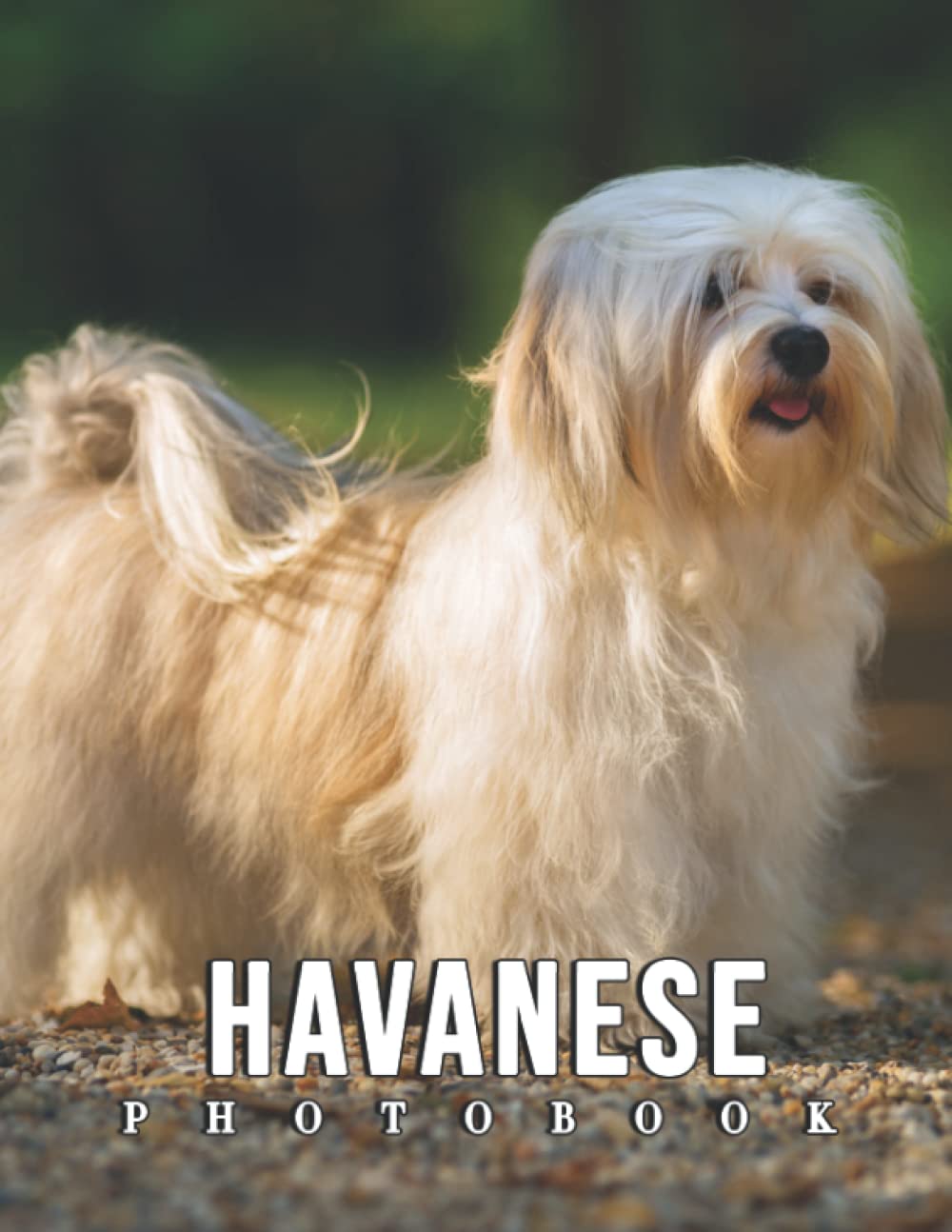 A Photo Book Of Havanese An Album Consist Of Compelling Photos Of