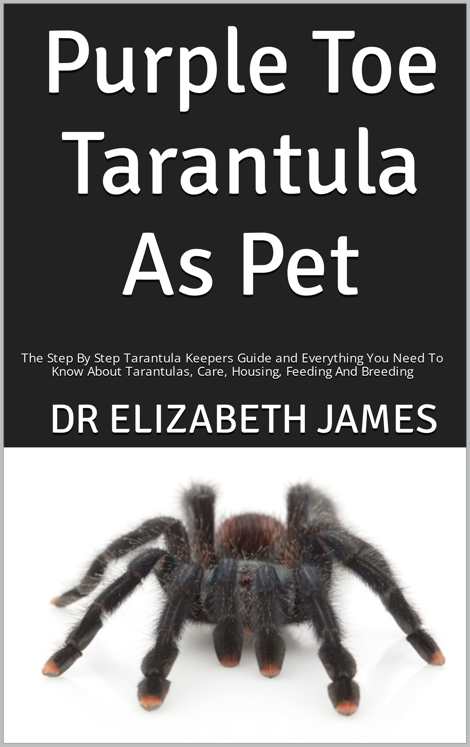 Purple Toe Tarantula As Pet The Step By Step Tarantula Keepers Guide