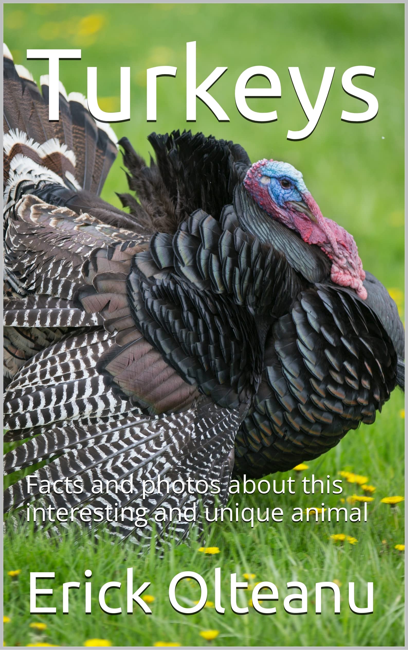 Turkeys Facts and photos about this interesting and unique animal by