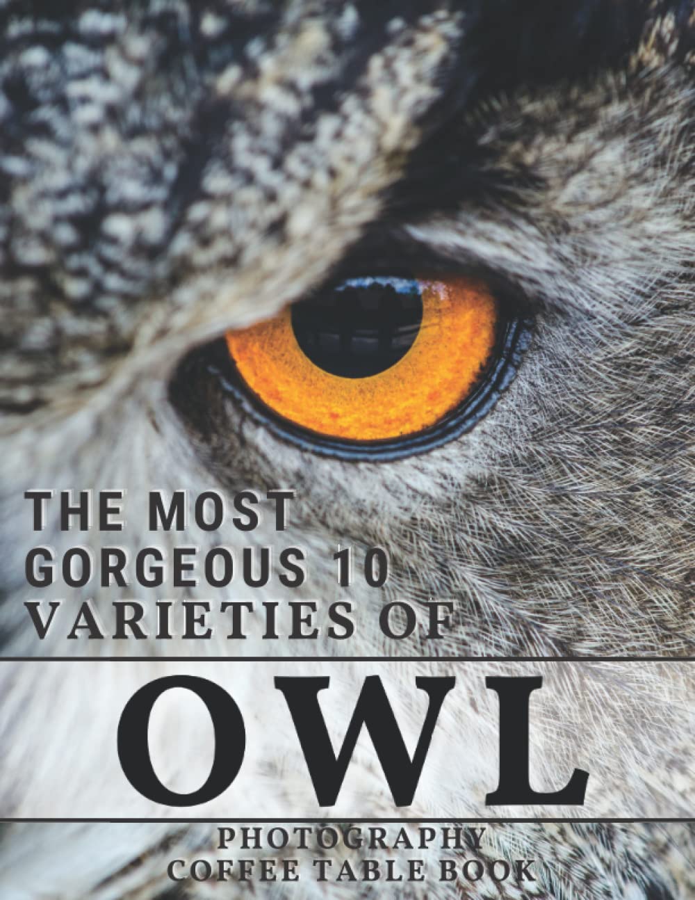 The most 10 varieties of owls Owl Photography Coffee Table
