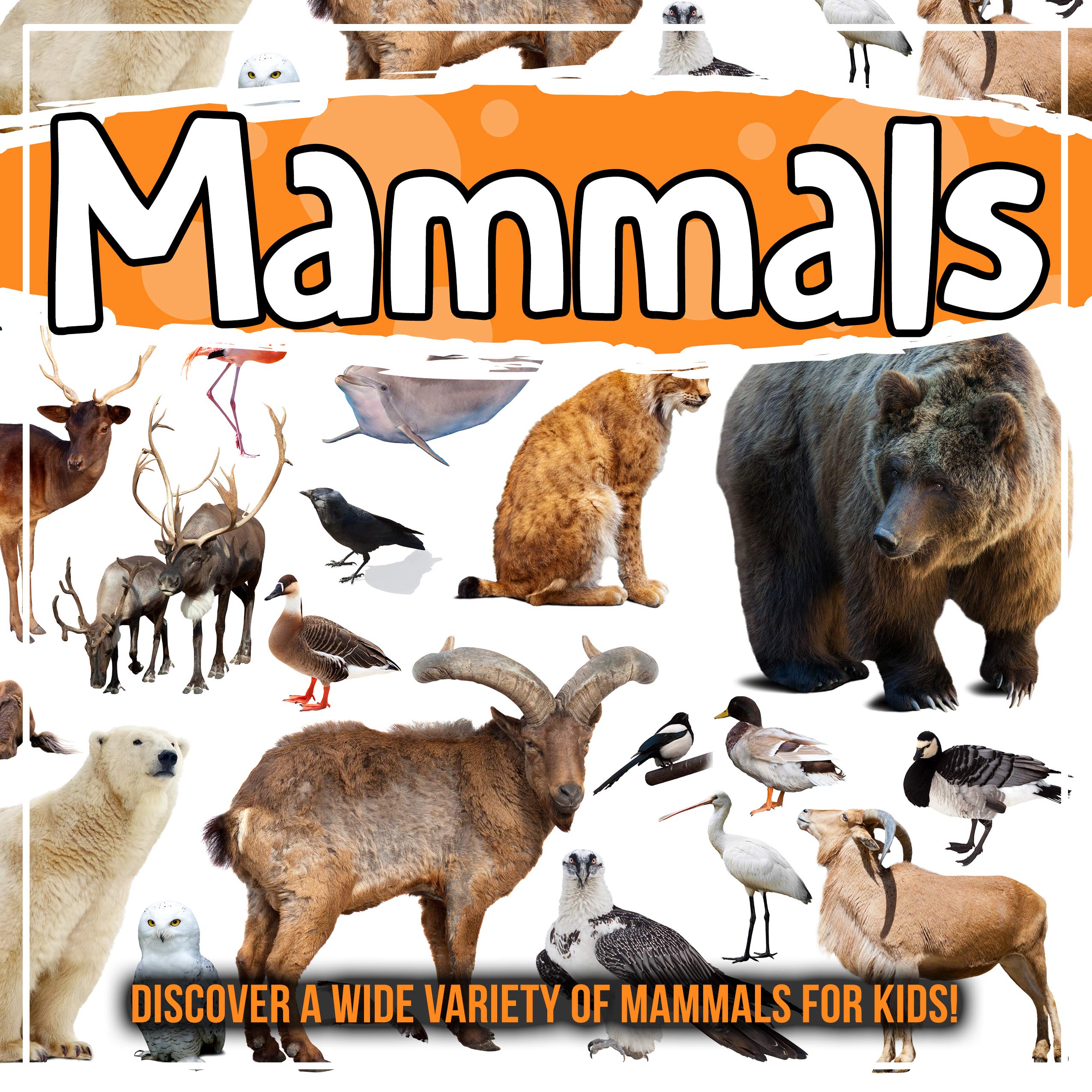 Mammals: Discover A Wide Variety Of Mammals For Kids! by Bold Kids ...