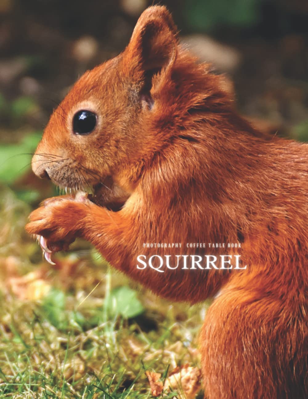 Squirrel Photography Coffee Table Book For Relaxing , Meditation and