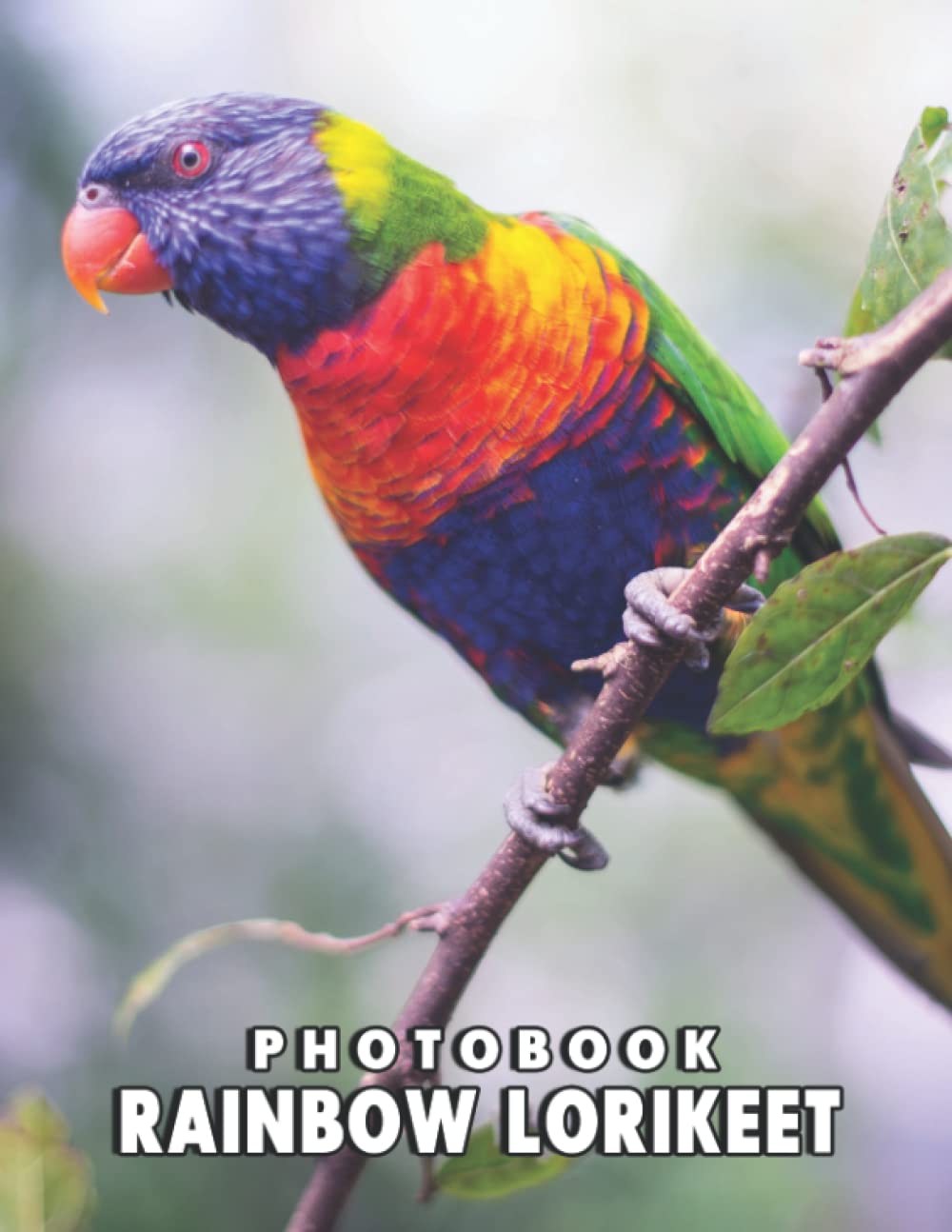 Rainbow Lorikeet Photo Book Compelling Photos Of Rainbow Lorikeet
