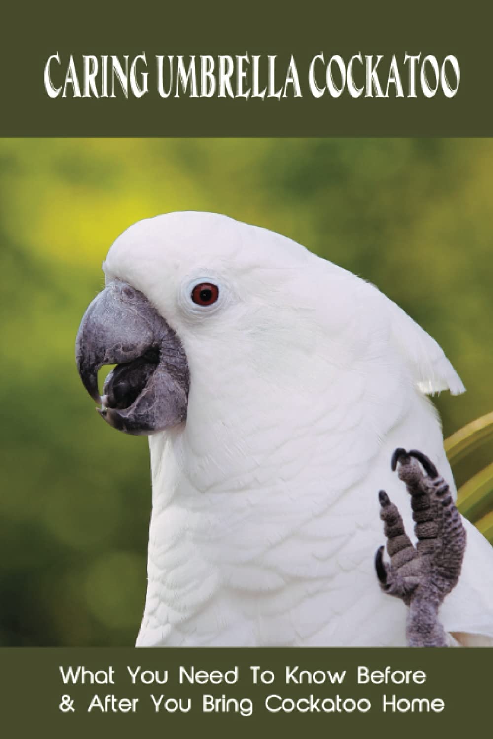 Caring Umbrella Cockatoo What You Need To Know Before & After You