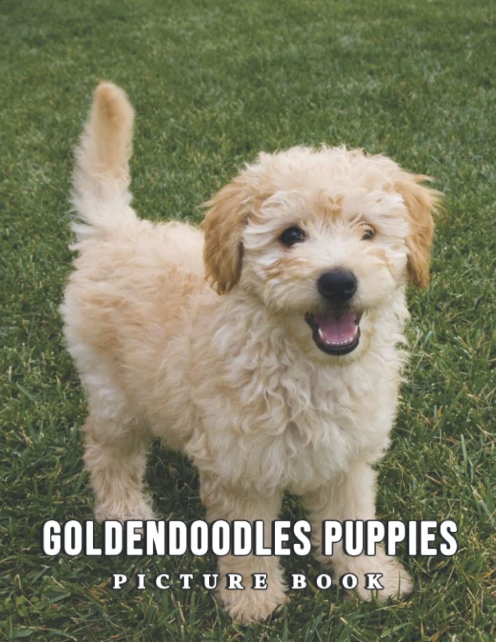The Picture Book Of Goldendoodles Puppies An Album Consist Of