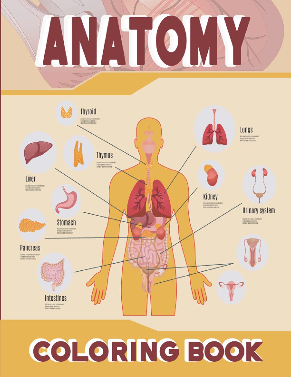 Anatomy Coloring Book Anatomy and Physiology Coloring Book for Dummies
