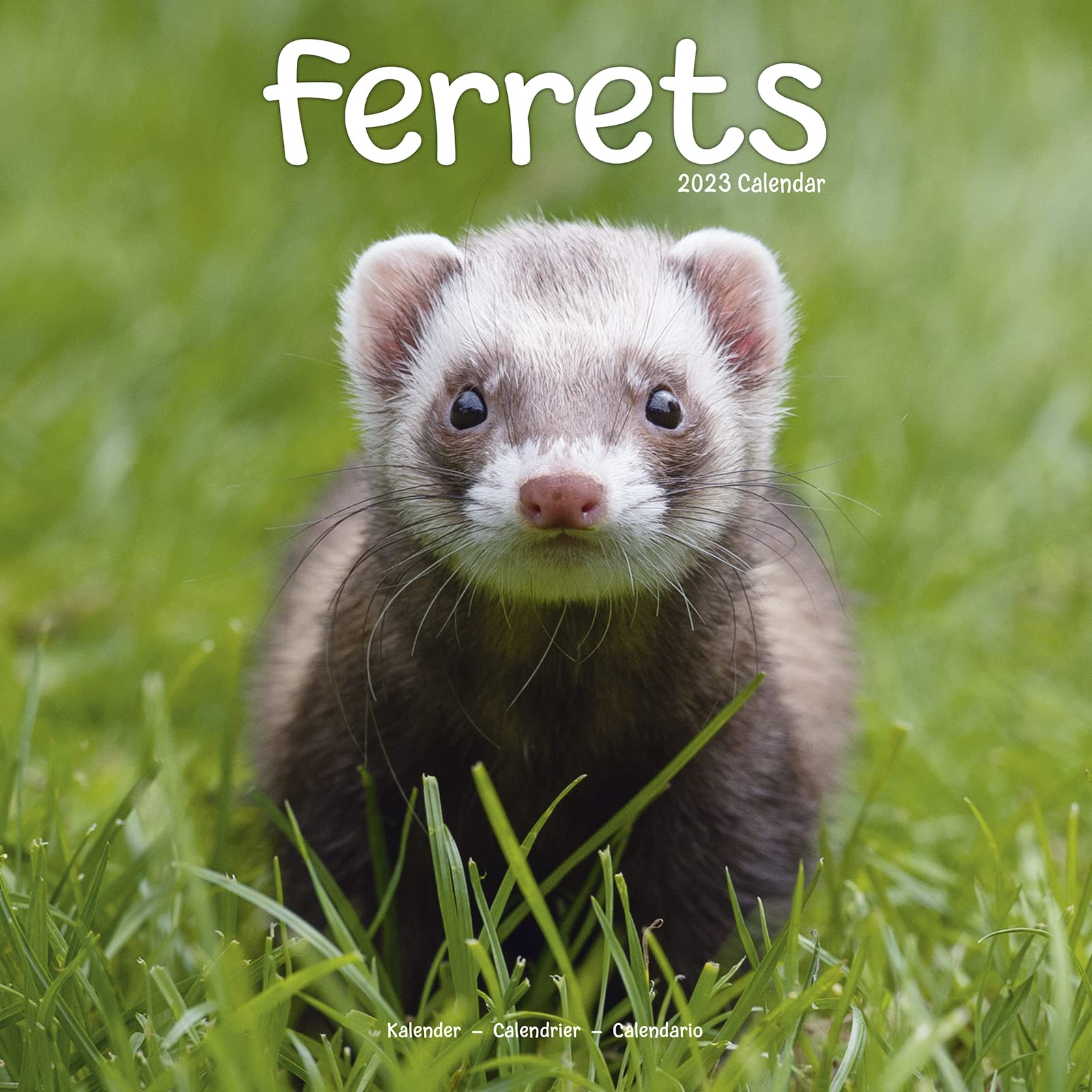 ferret-calendar-cute-animals-wall-calendar-calendars-2022-2023