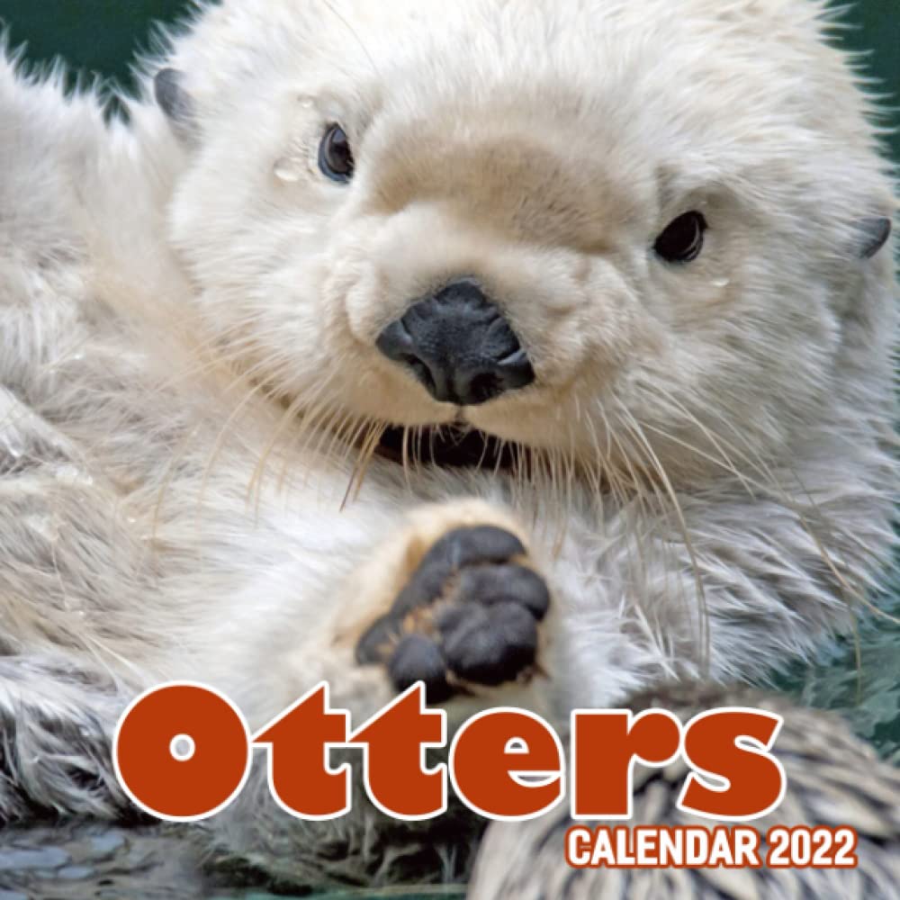 Otters: Monthly Square Calendar 2022-2023, 16 Month Calendar Mini