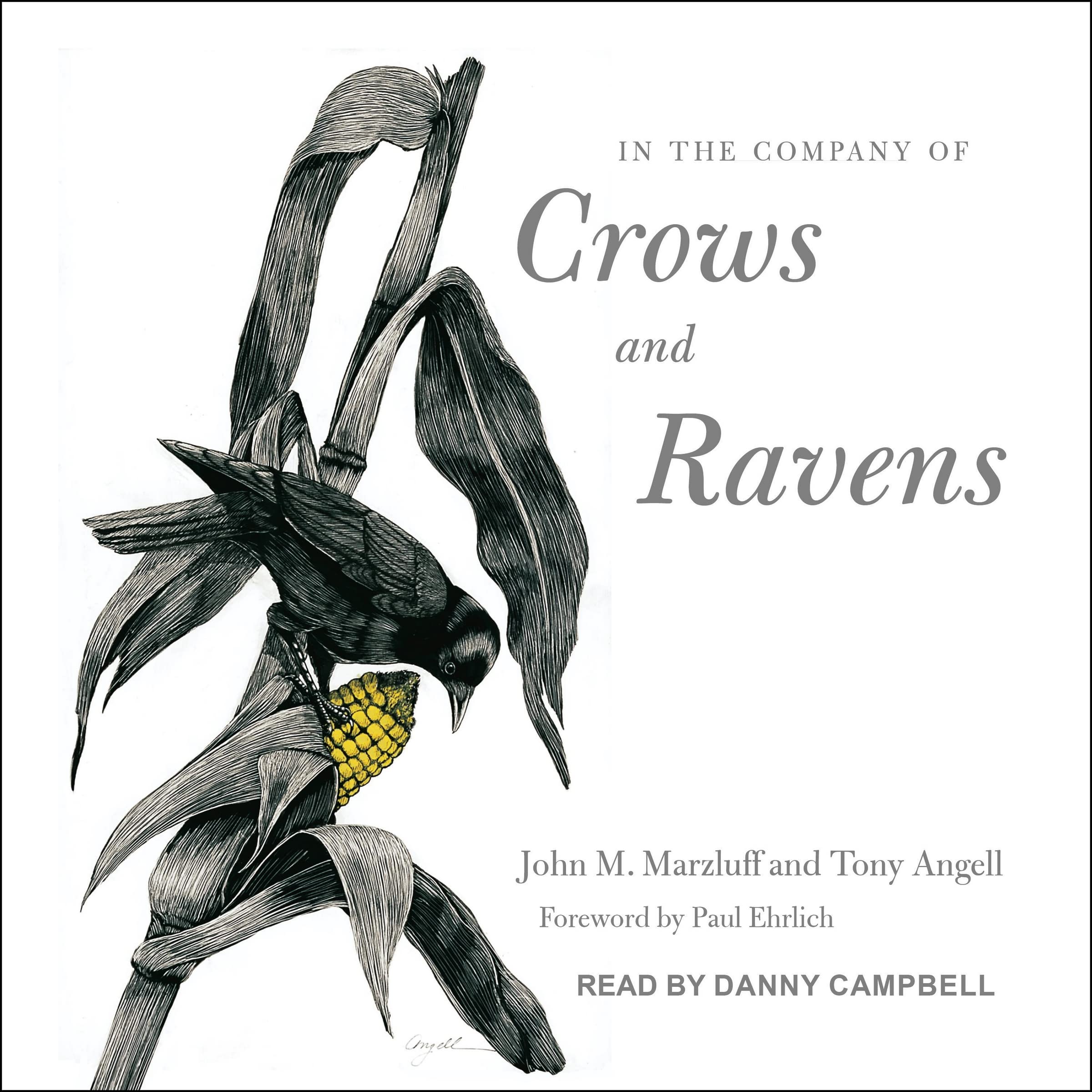 In the Company of Crows and Ravens by Tony Angell | Goodreads