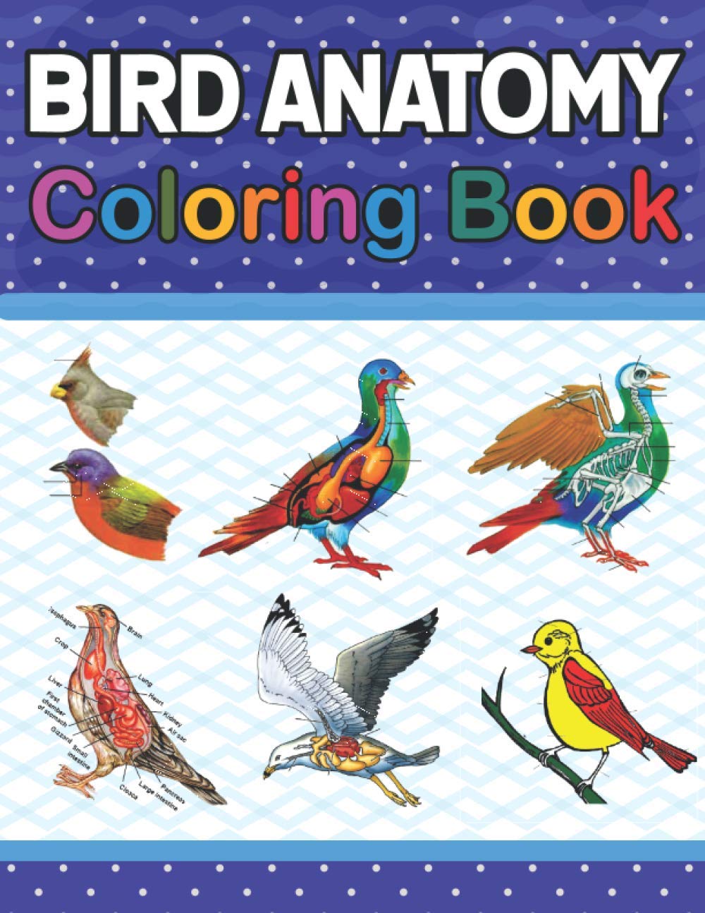 Bird Anatomy Coloring Book: Ornithology Coloring Book for Ornithologist