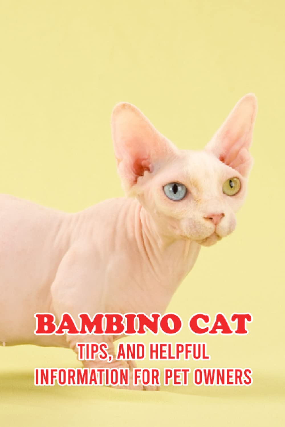 Bambino Cat Tips, and Helpful Information for Pet Owners Everything You Need To Know About