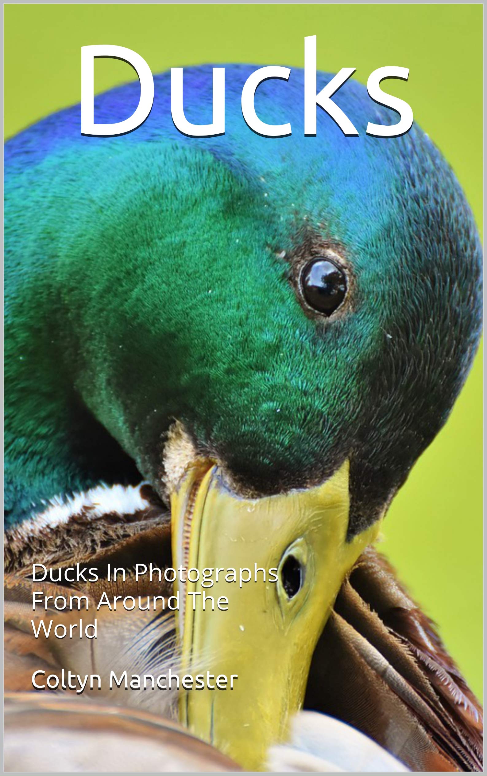 Ducks Ducks In Photographs From Around