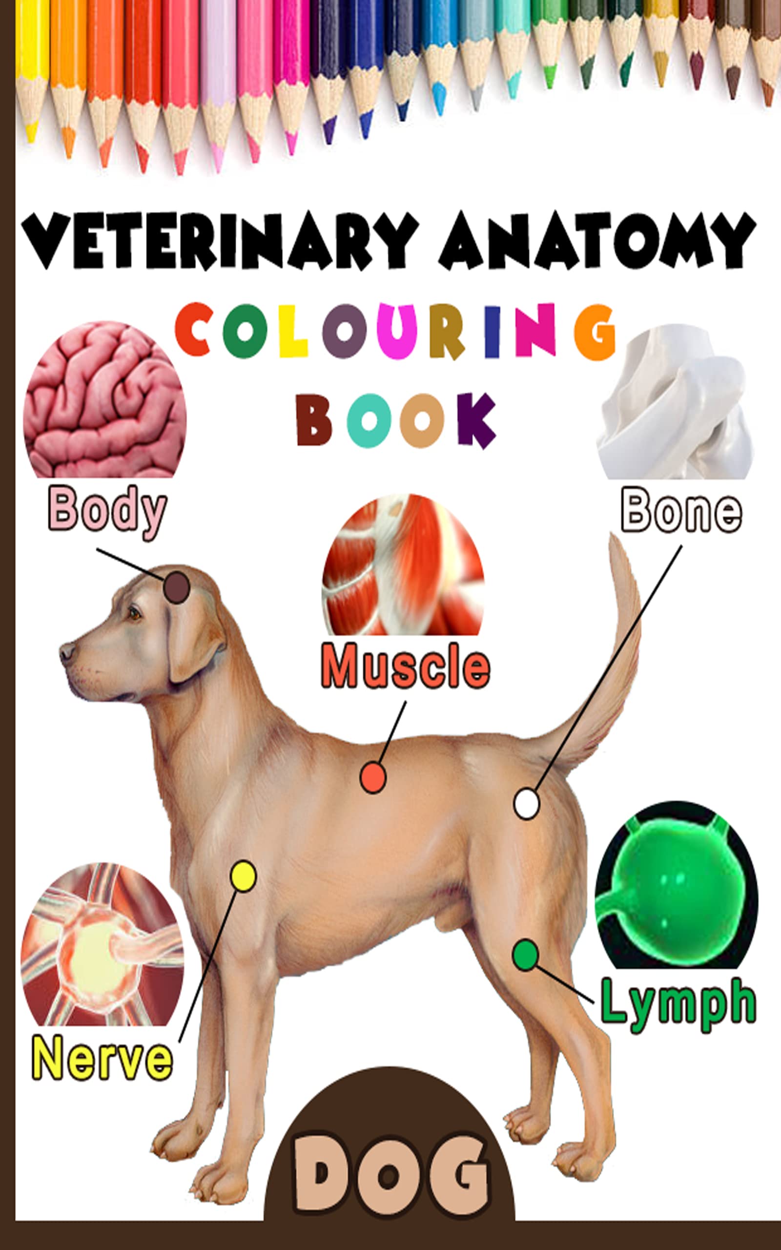 Veterinary Anatomy Colouring Book Dog Anatomy & Veterinary Physiology
