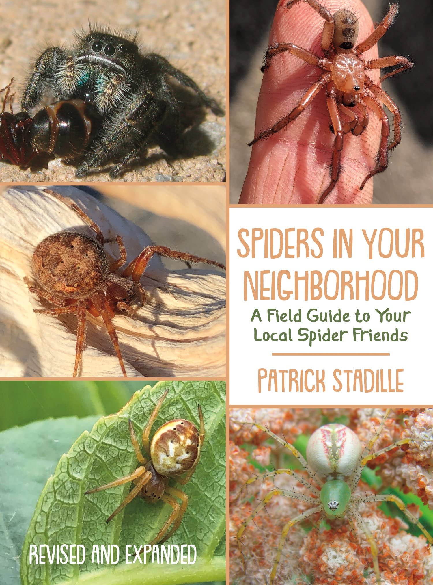Spiders in Your Neighborhood: A Field Guide to Your Local Spider ...