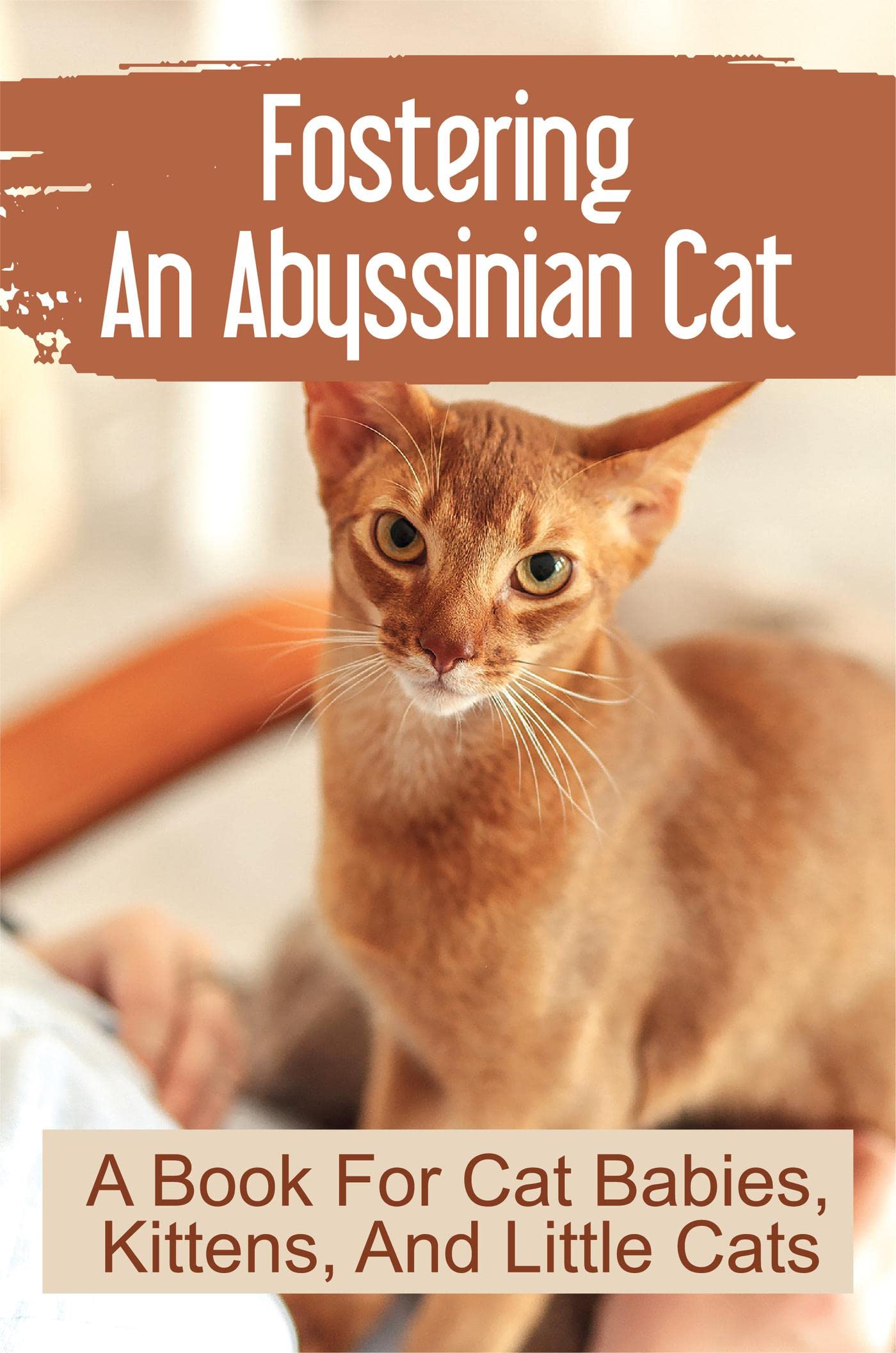 Fostering An Abyssinian Cat A Book For Cat Babies, Kittens, And Little
