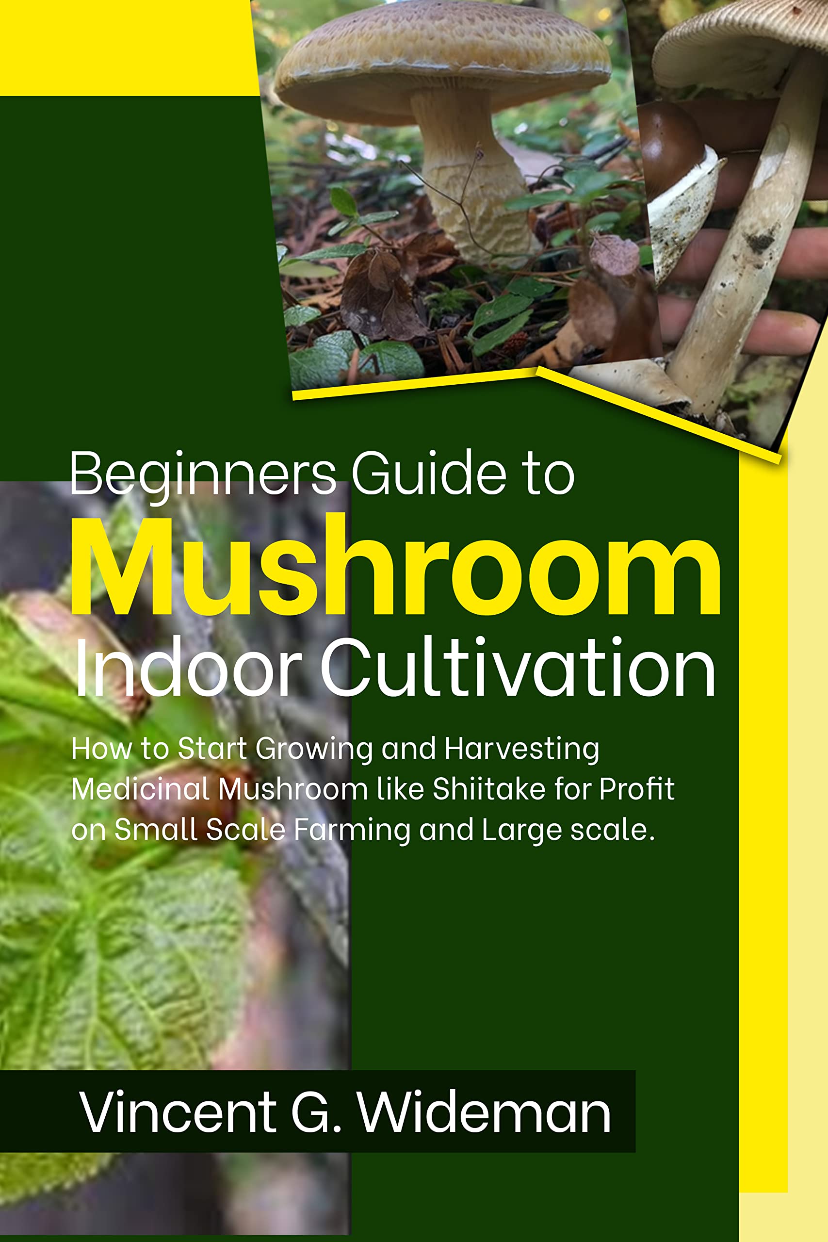Beginners Guide to Mushroom Indoor Cultivation: How to Start Growing