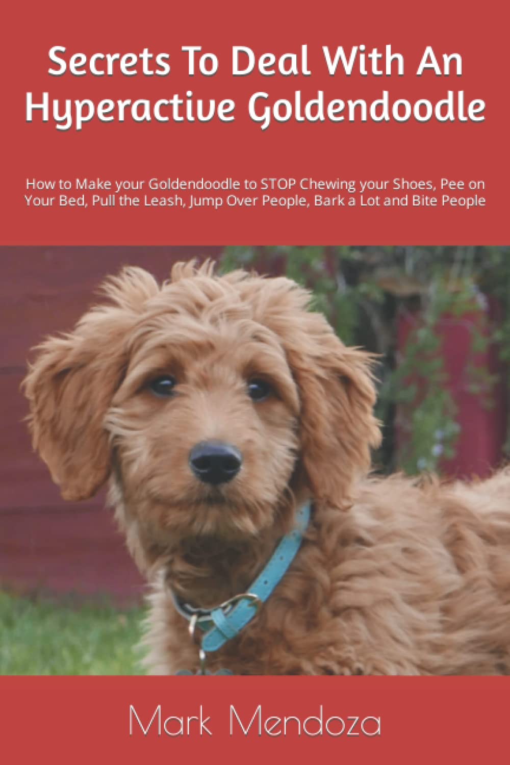 Secrets To Deal With An Hyperactive Goldendoodle How to Make your