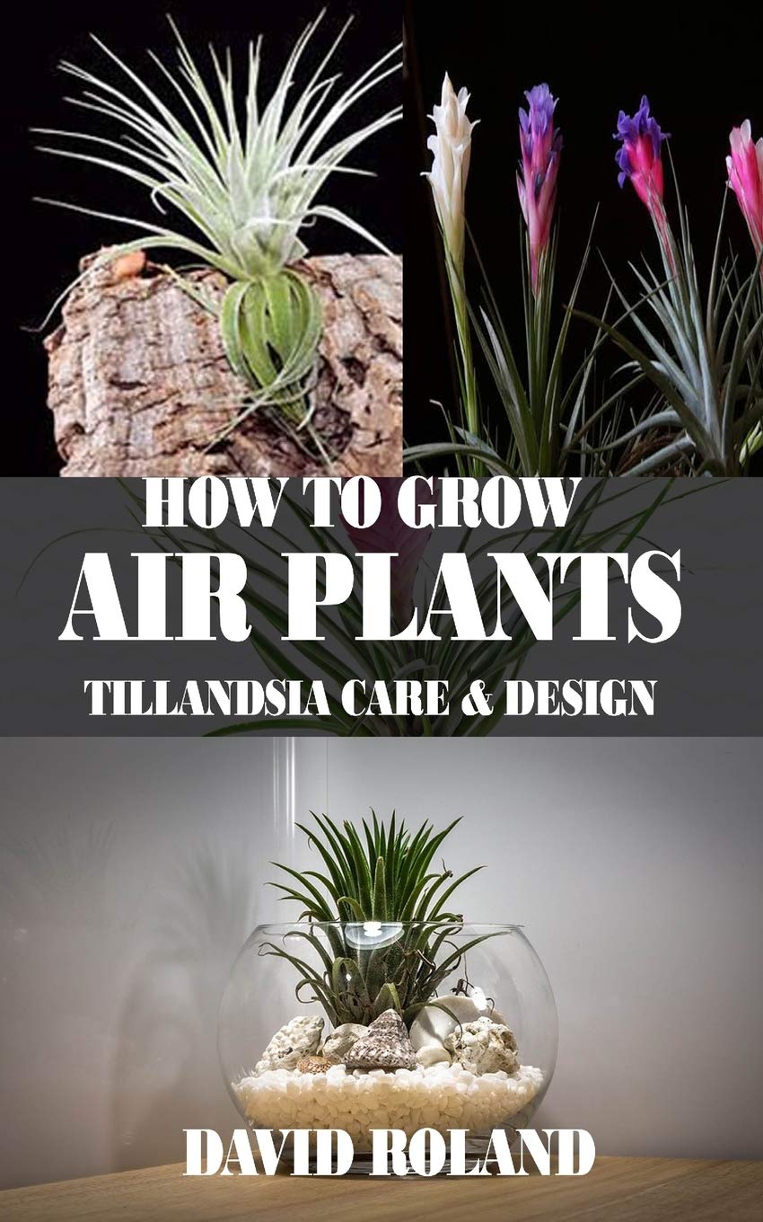 HOW TO GROW AIR PLANTS Tillandsia Care and Design by David Roland