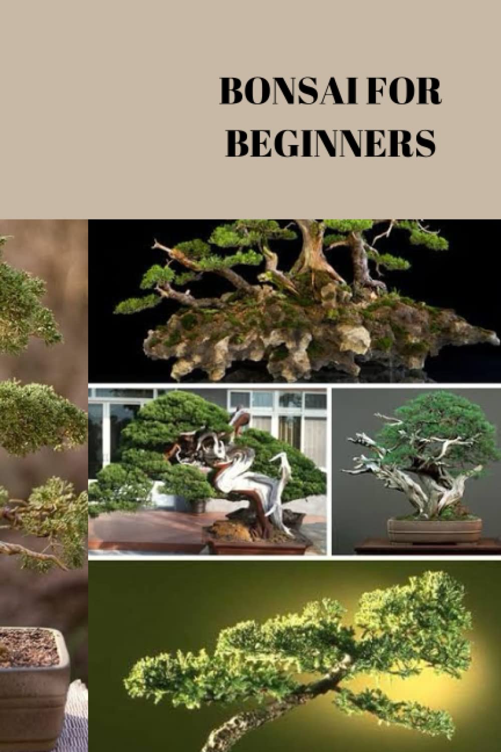 BONSAI FOR BEGINNER Complete guide on bonsai for beginners, how to pot
