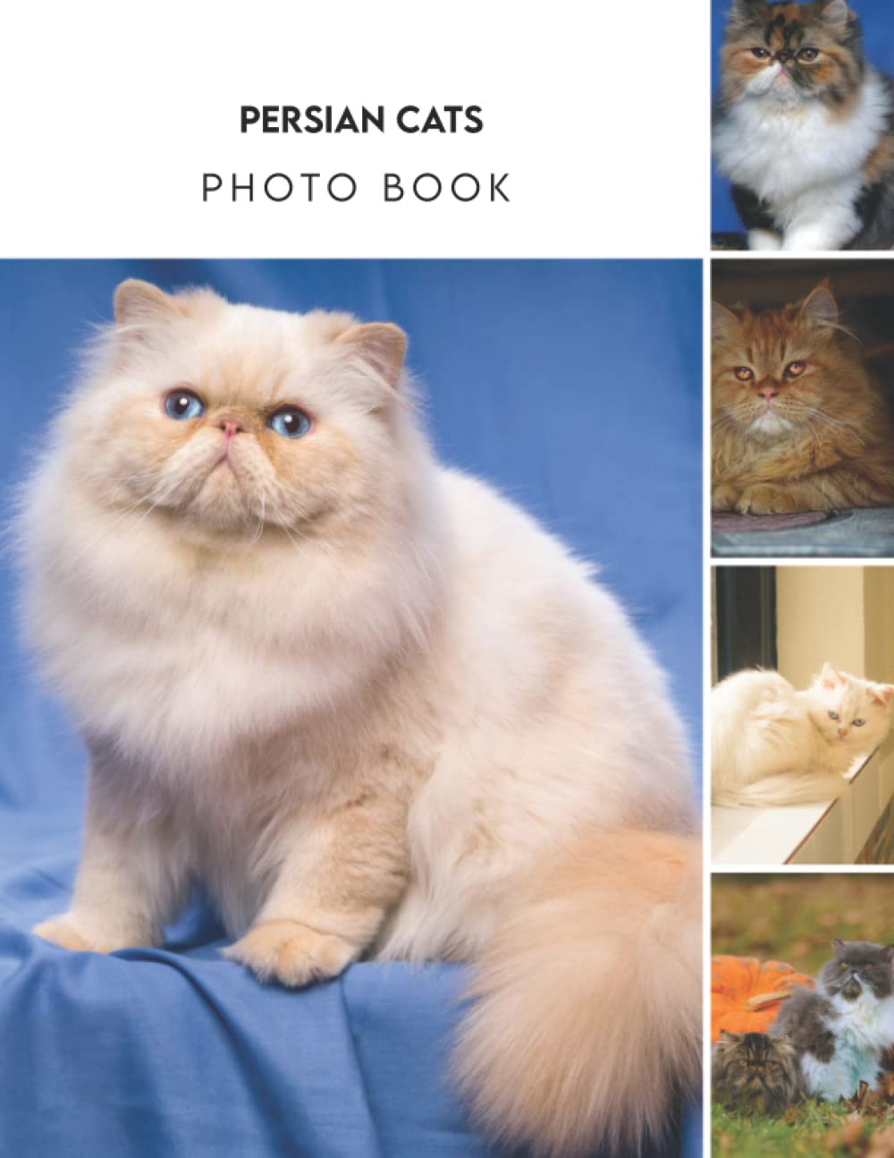 Photo Book Of Persian Cats Persian Cats Picture Book For Photos With