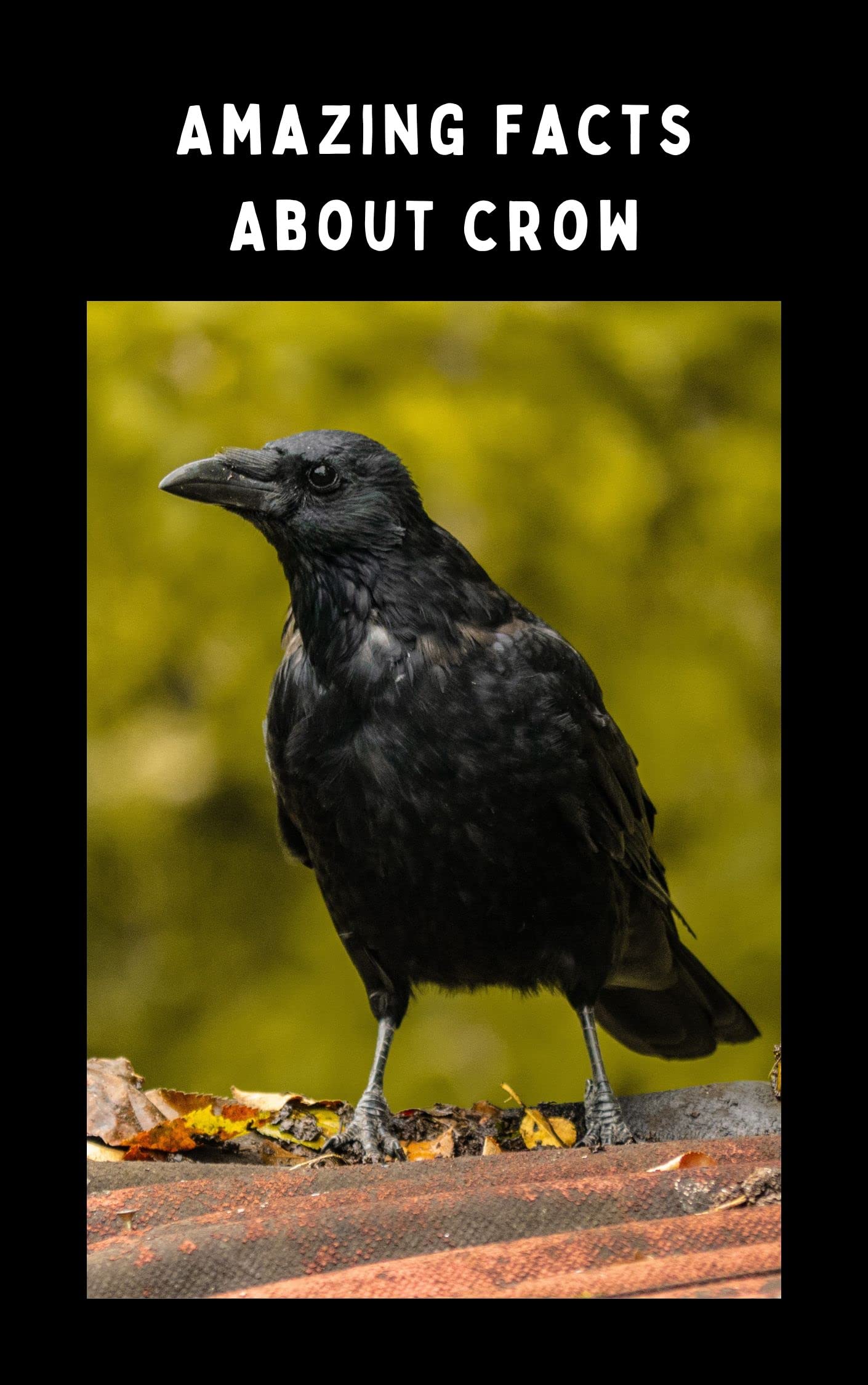 Amazing Facts About Crow: Interesting Facts About Crow by Mouras