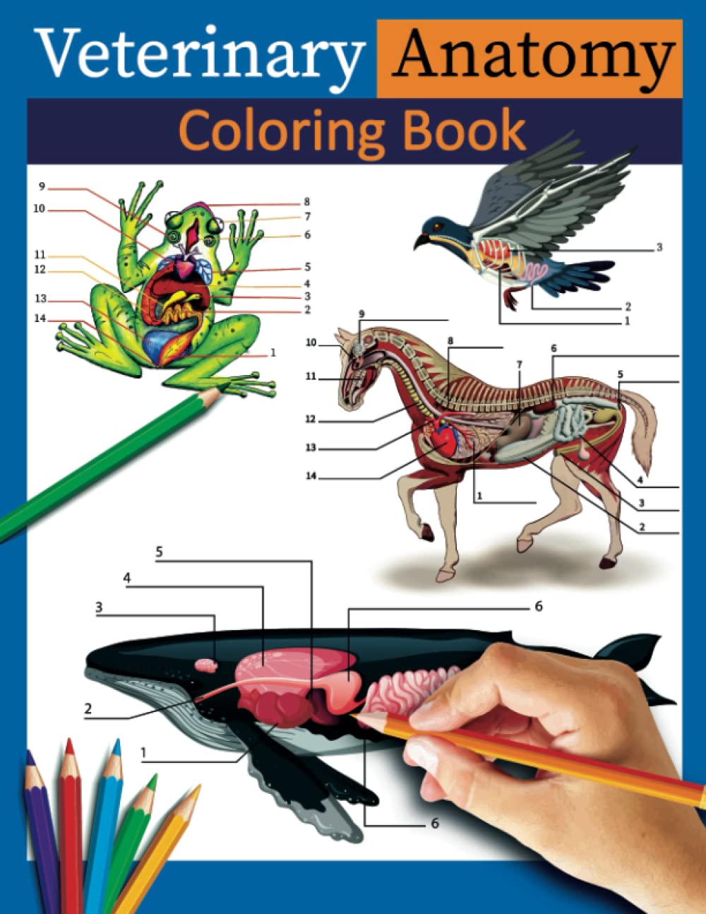 Veterinary Anatomy Coloring Book Animal Anatomy and Veterinary