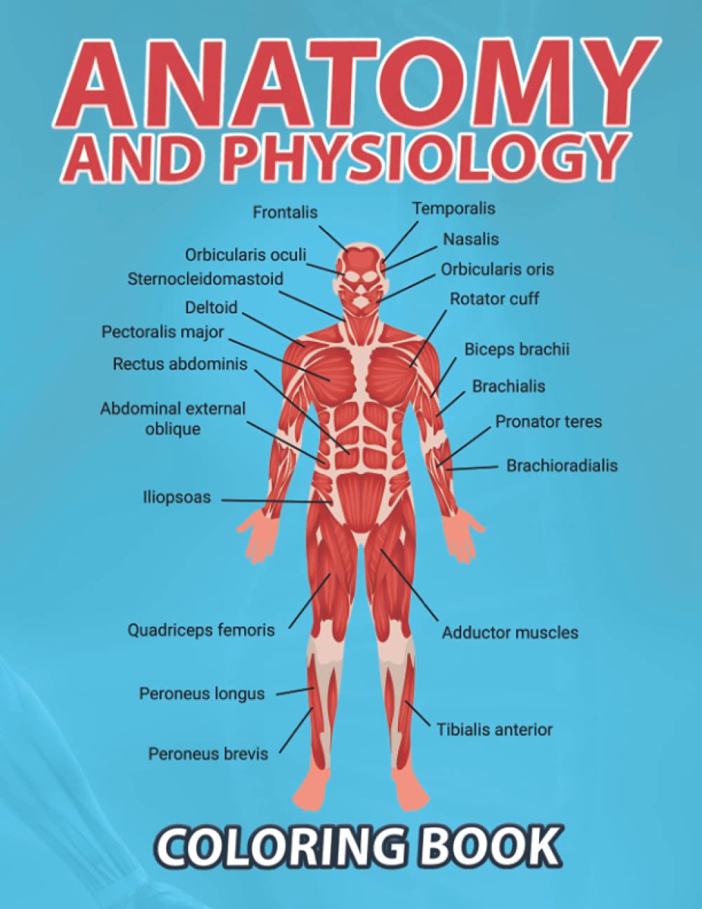 Anatomy and Physiology coloring book The Anatomy Workbook for Studying