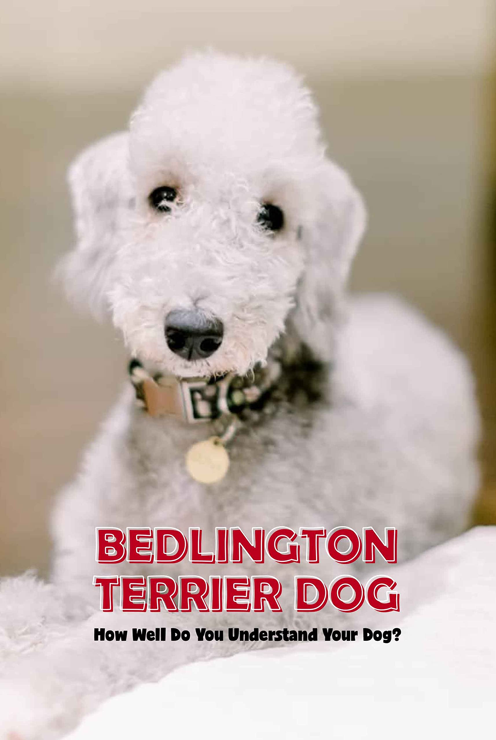 Bedlington Terrier Dog How Well Do You Understand Your Dog? All About