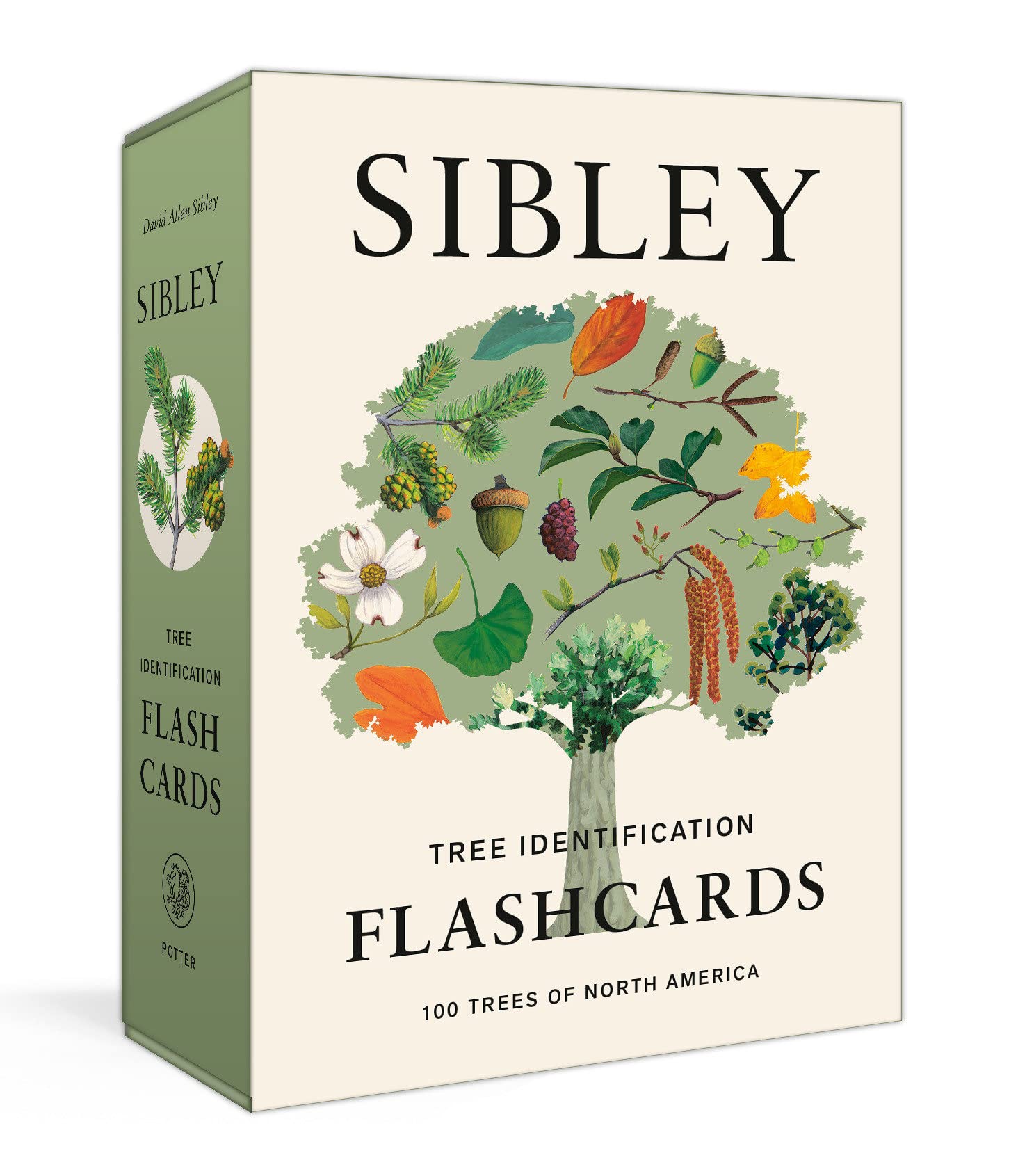 Sibley Tree Identification Flashcards 100 Trees of North America by