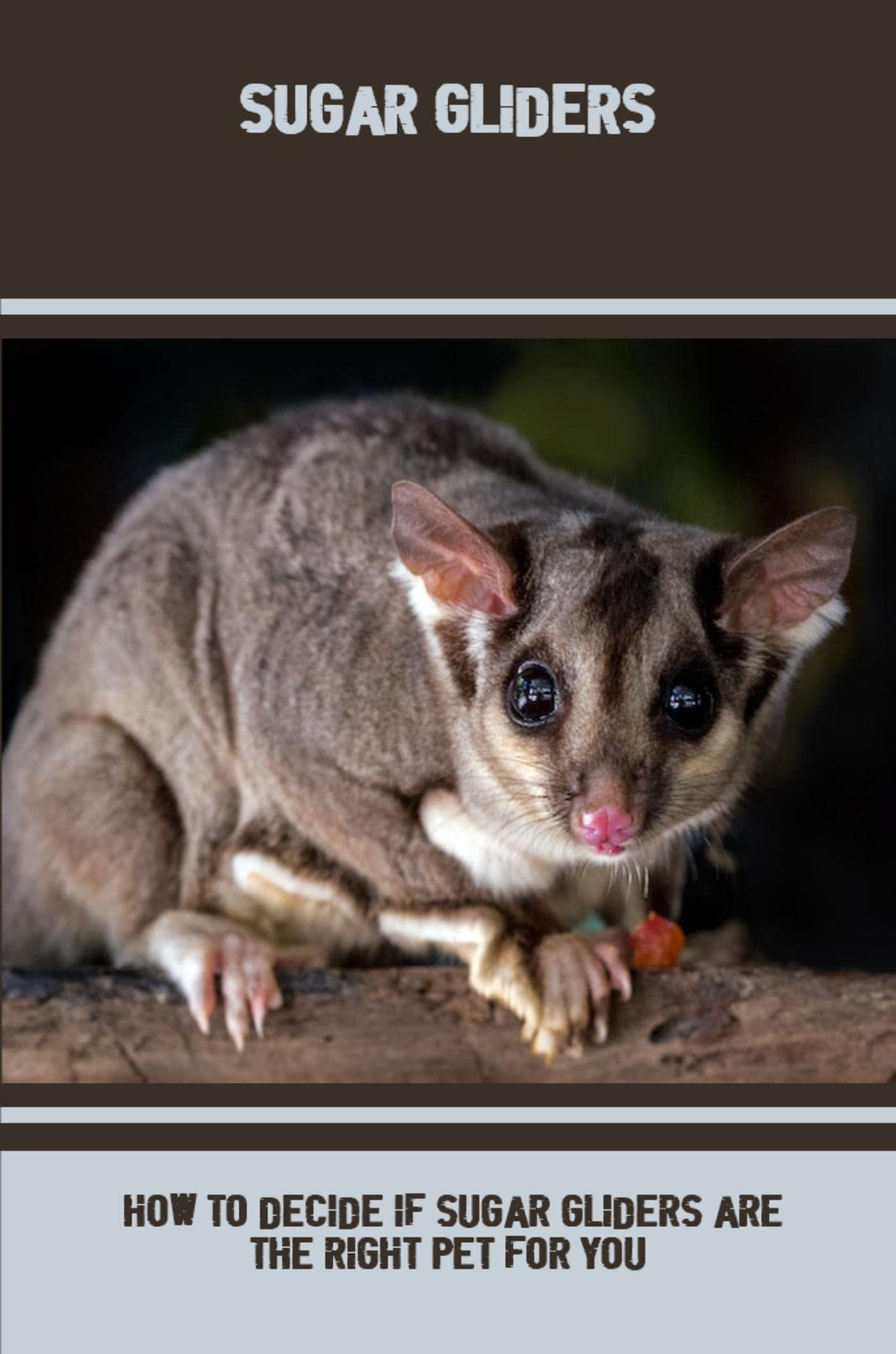 Sugar Gliders How To Decide If Sugar Gliders Are The Right Pet For You