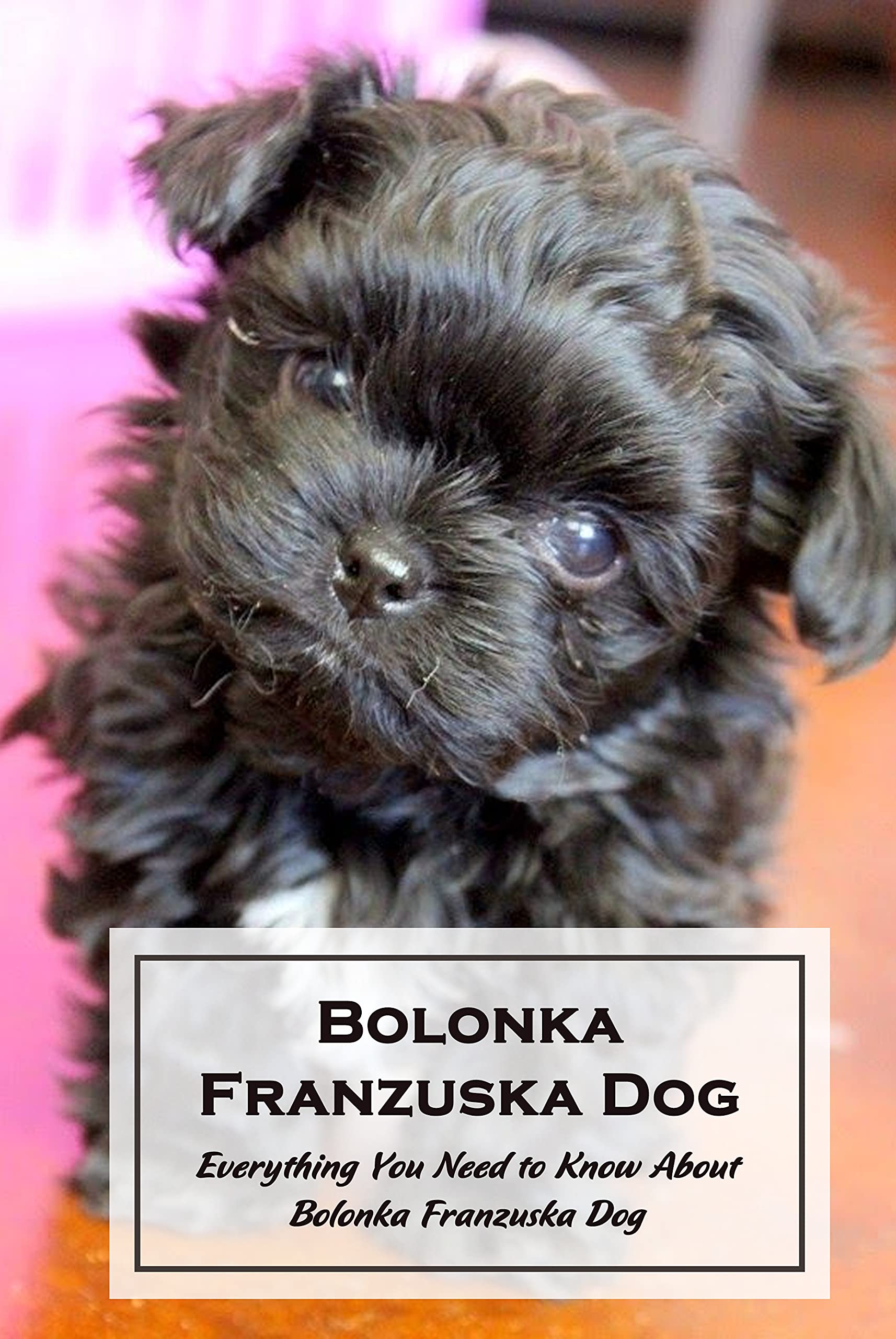 Bolonka Franzuska Dog: Everything You Need to Know About Bolonka ...