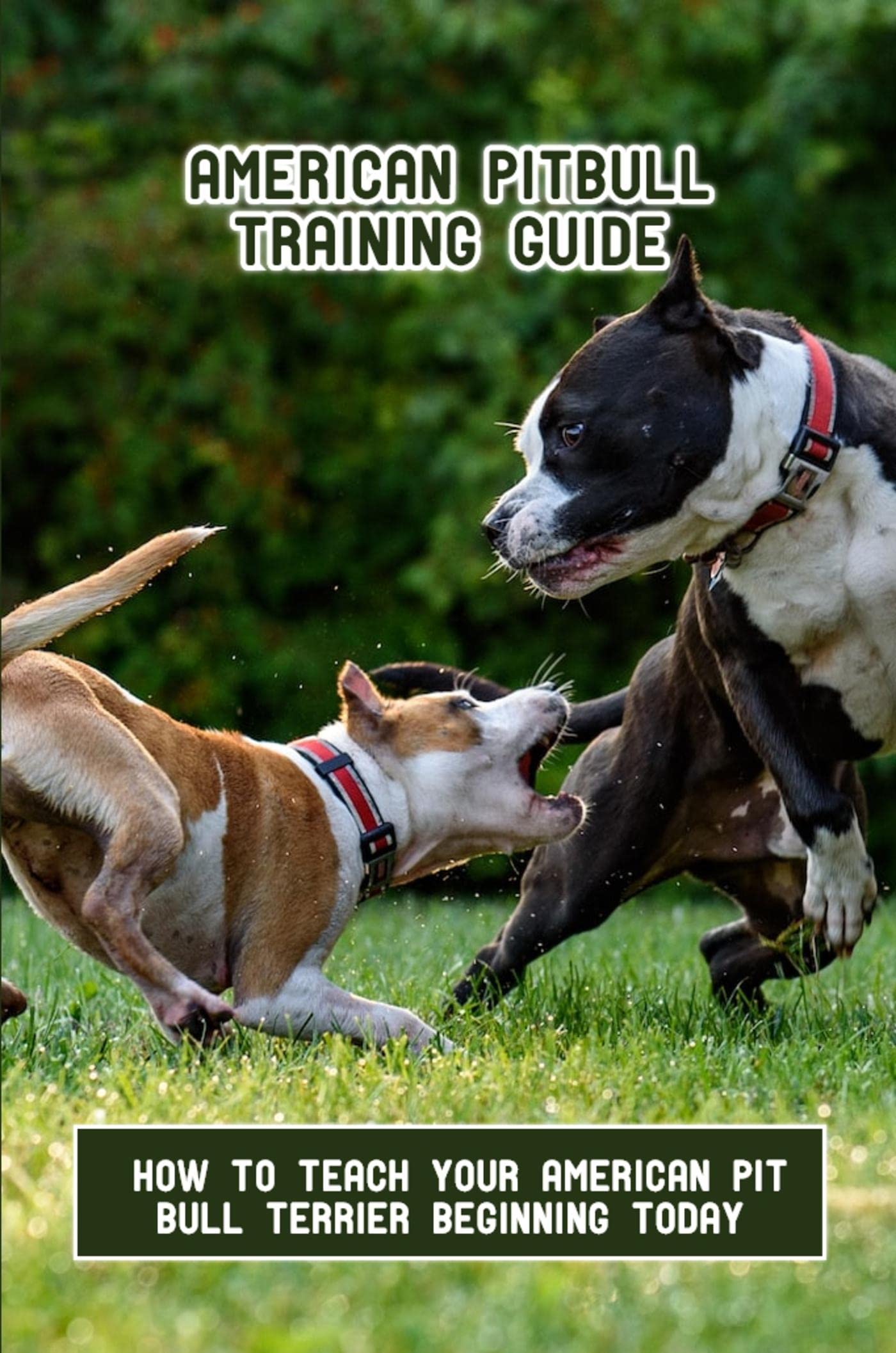 American Pitbull Training Guide How To Teach Your American Pit Bull