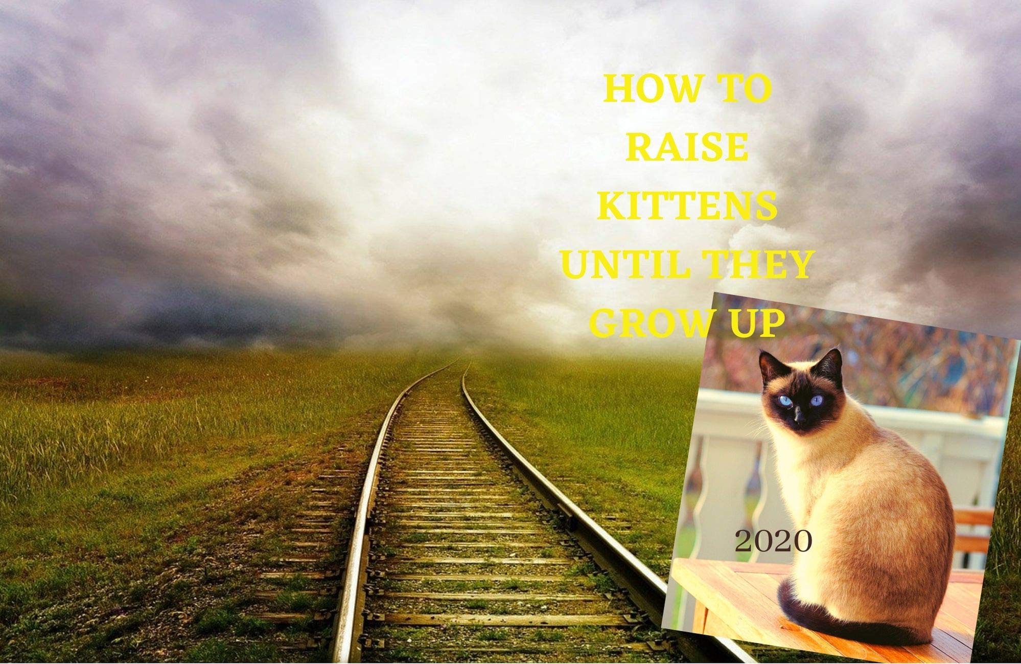 How to raise kittens until they grow up How to raise kittens until
