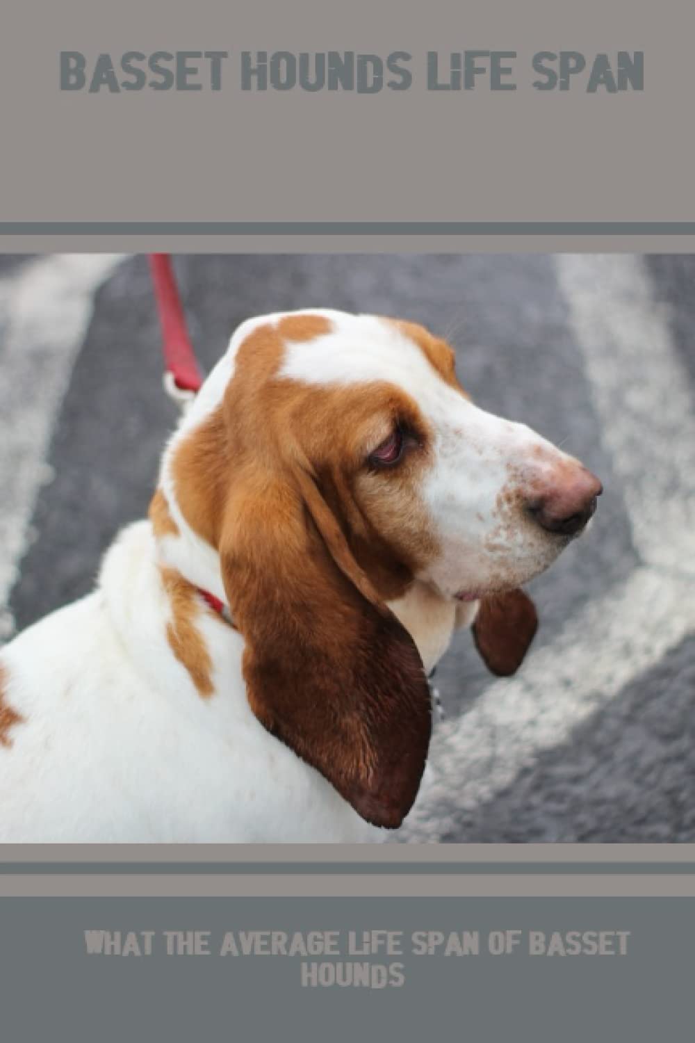 Basset Hounds Life Span What The Average Life Span Of Basset Hounds by Branden Chmielowiec