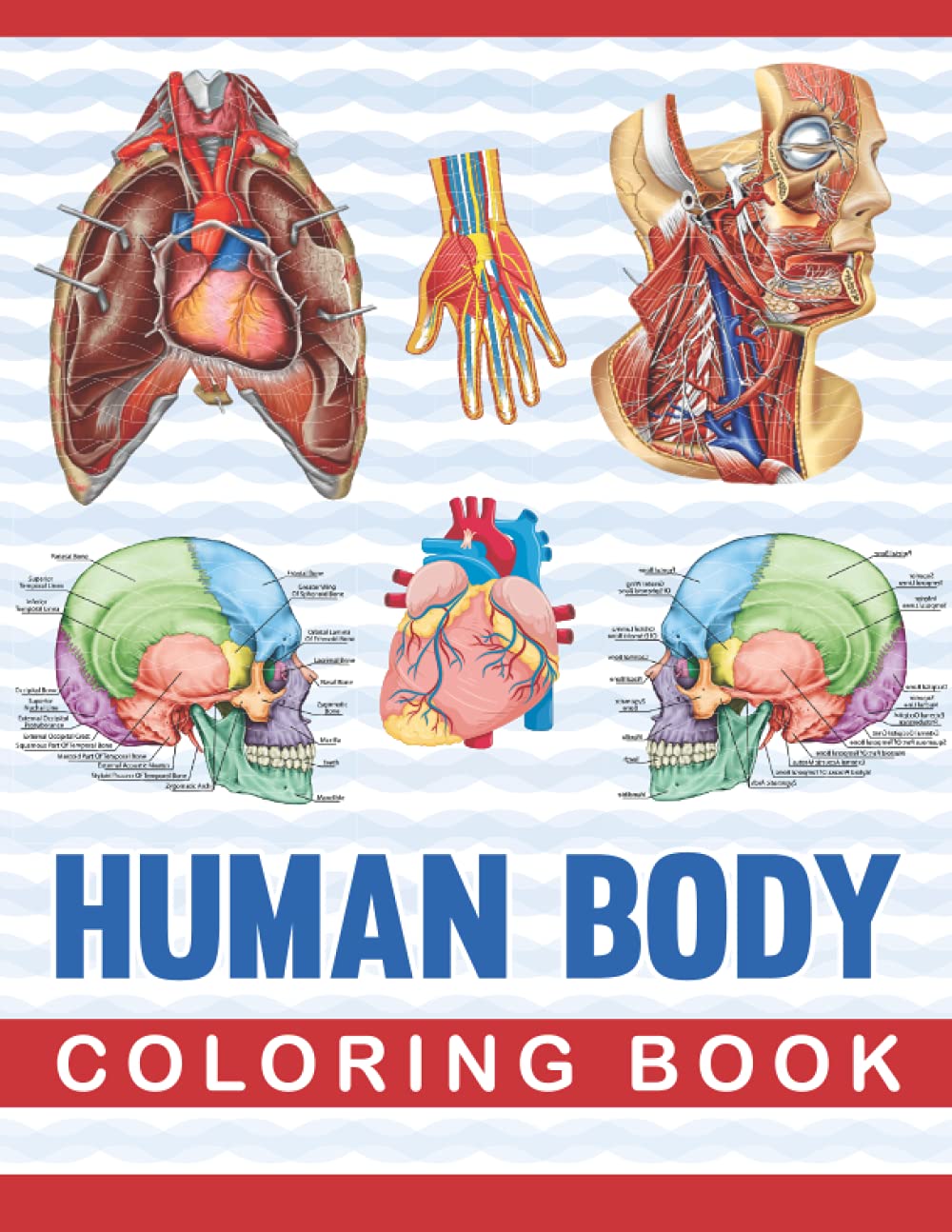 Human Body Coloring Book: Human Body Anatomy Coloring Book For Medical