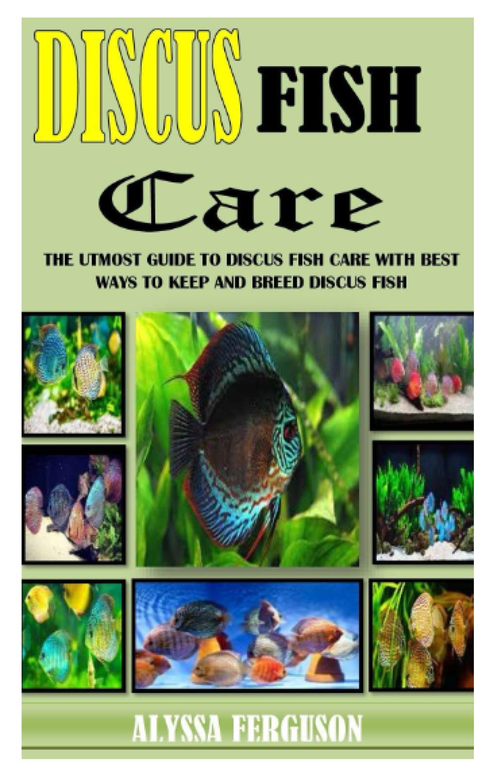 DISCUS FISH CARE The Utmost Guide To Discus Fish Care With Best Ways