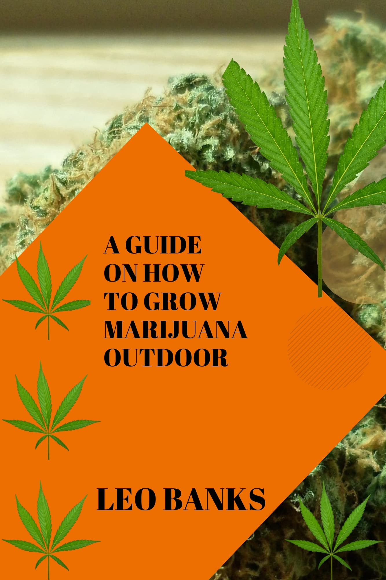 A Comprehensive Guide to Growing Marijuana Outdoors The Ultimate Step