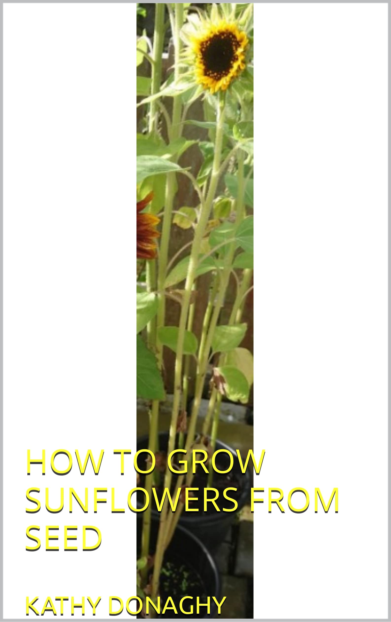 HOW TO GROW SUNFLOWERS FROM SEED by kathy donaghy Goodreads