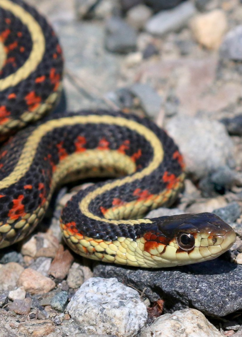 A Garter Snake book cover