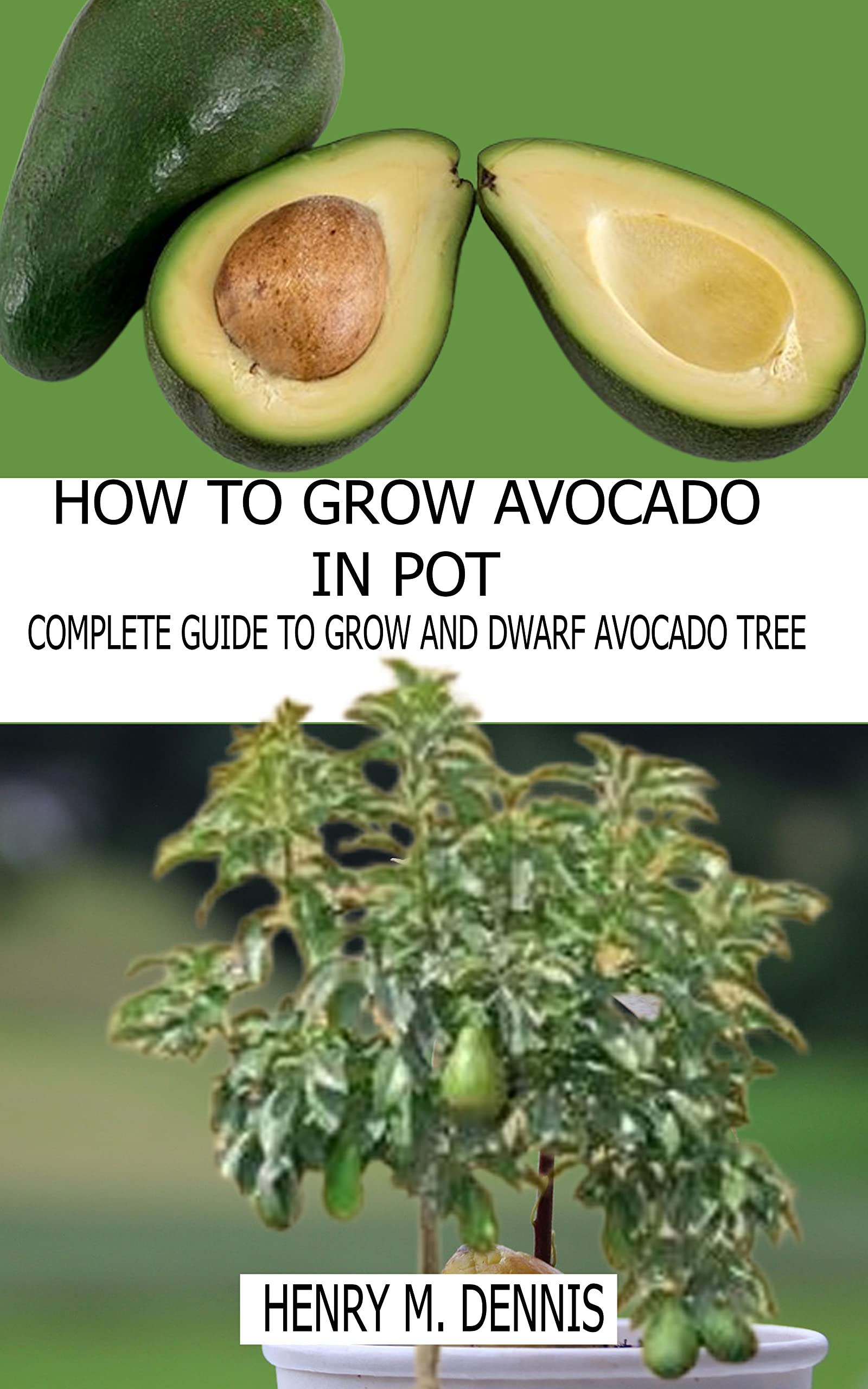 HOW TO GROW AVOCADO TREE IN POT Comprehensive Guide to Grow and Dwarf