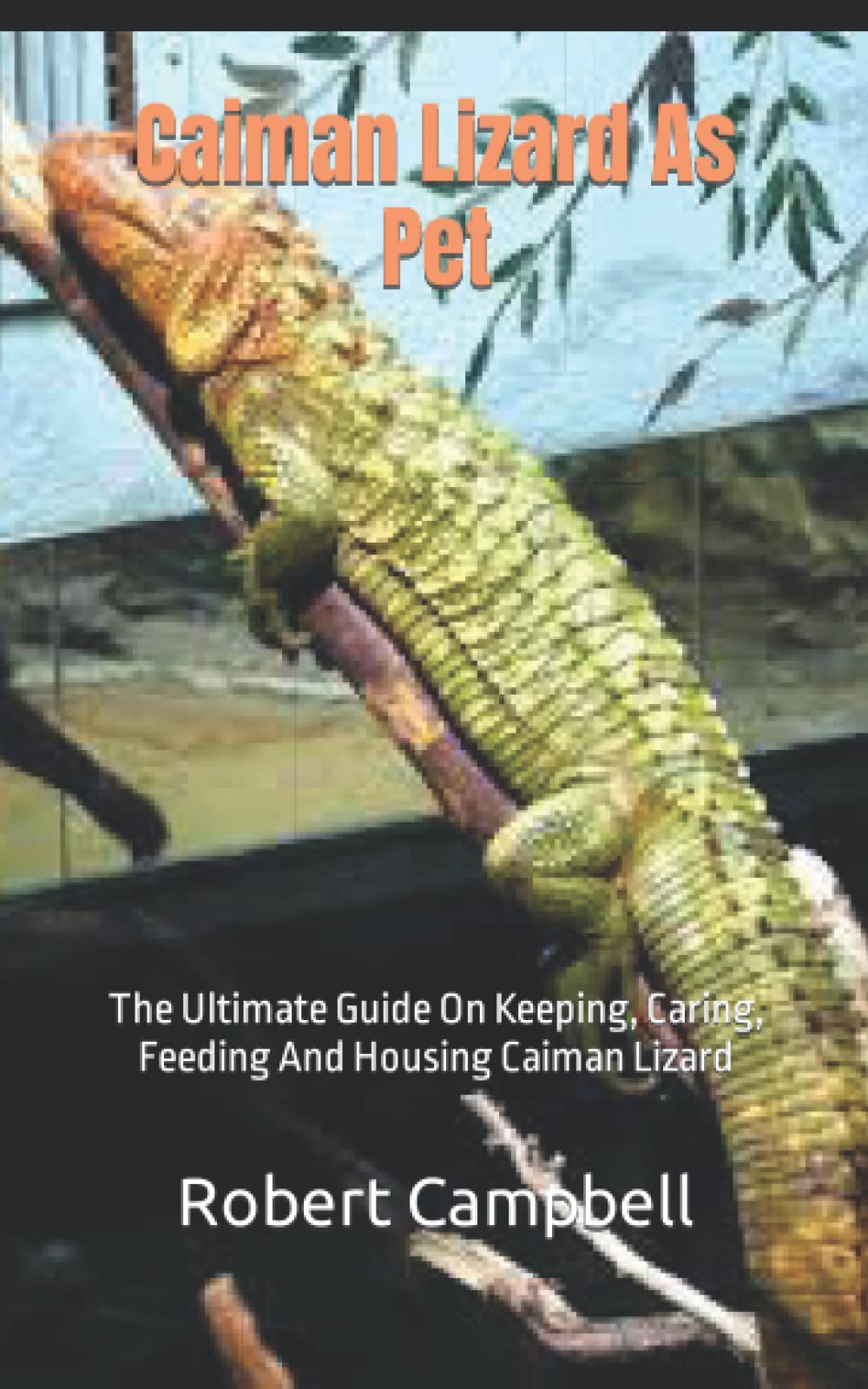 Caiman Lizard As Pet The Ultimate Guide On Keeping, Caring, Feeding