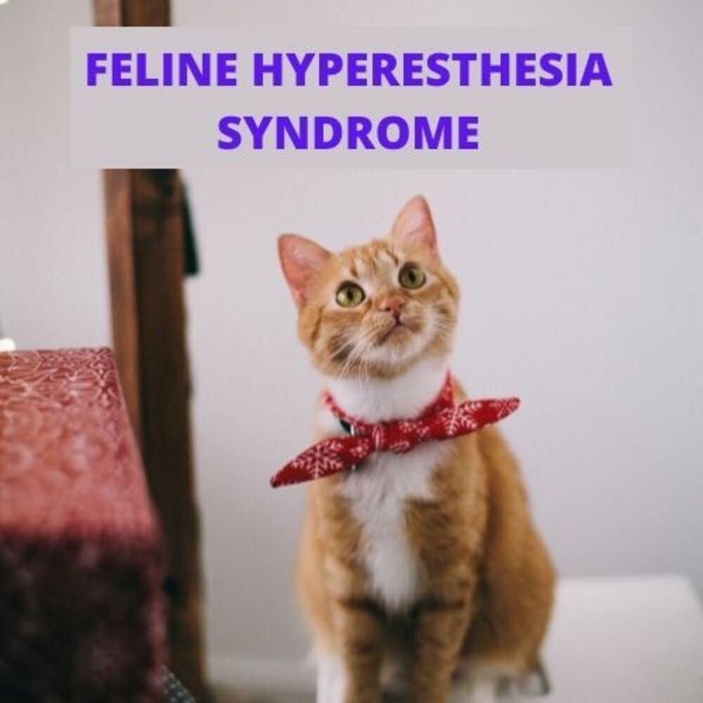 Feline Hyperesthesia Syndrome What To Do And How To Easily Manage The
