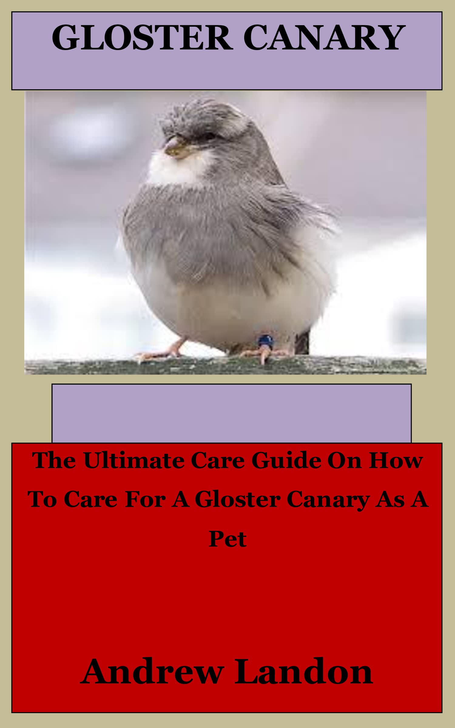 Gloster Canary The Ultimate Care Guide On How To Care For A Gloster