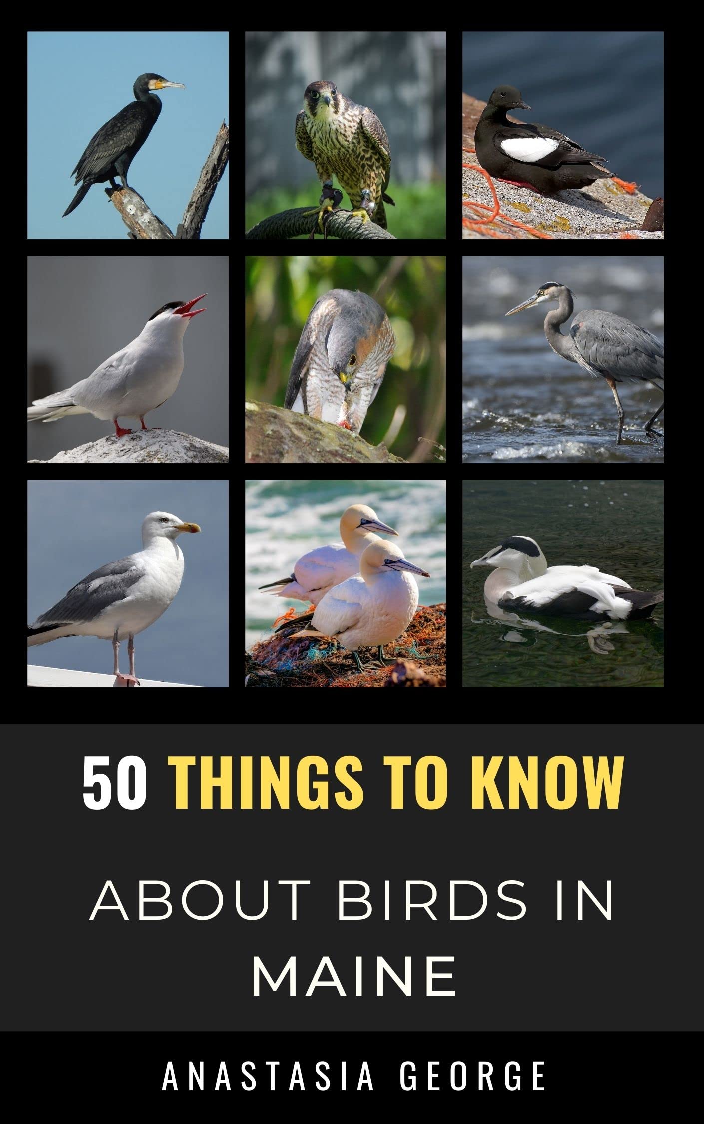 50 Things to Know About Birds in Maine Birding in The Pine Tree State