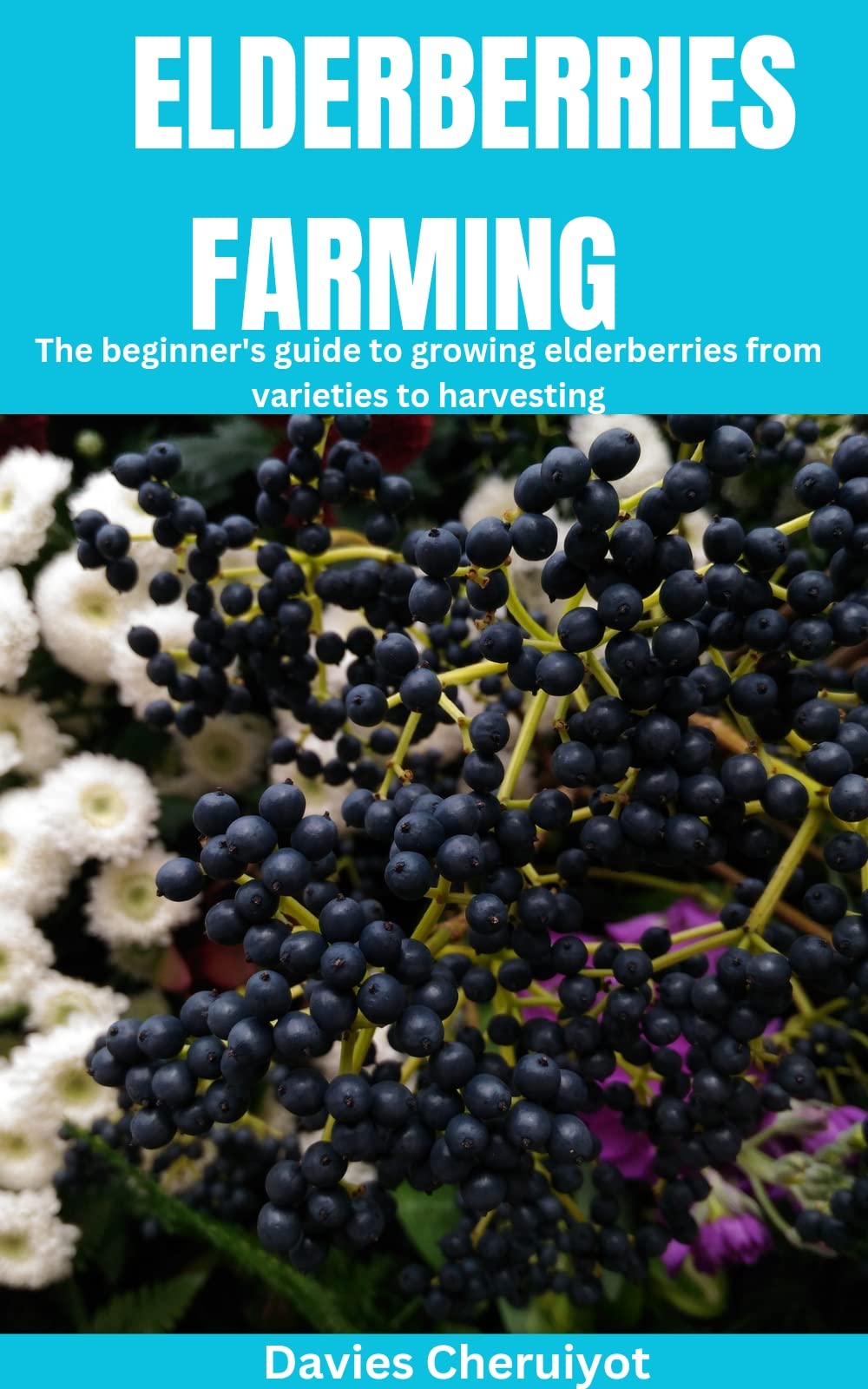 ELDERBERRIES FARMING The beginner's guide to growing elderberries from