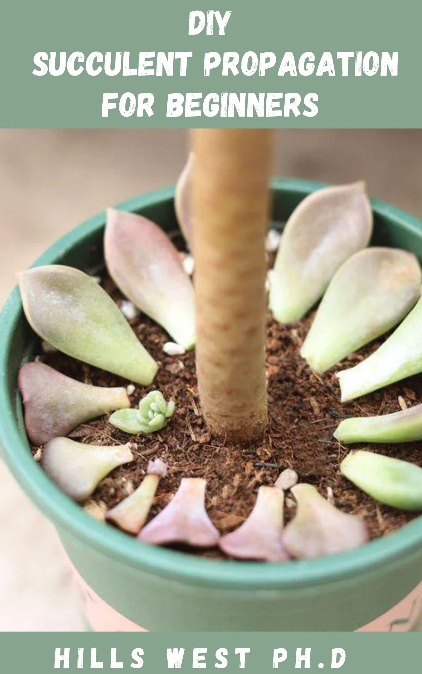 DIY SUCCULENTS PROPAGATION FOR BEGINNERS: Easy To Grow Succulents That ...