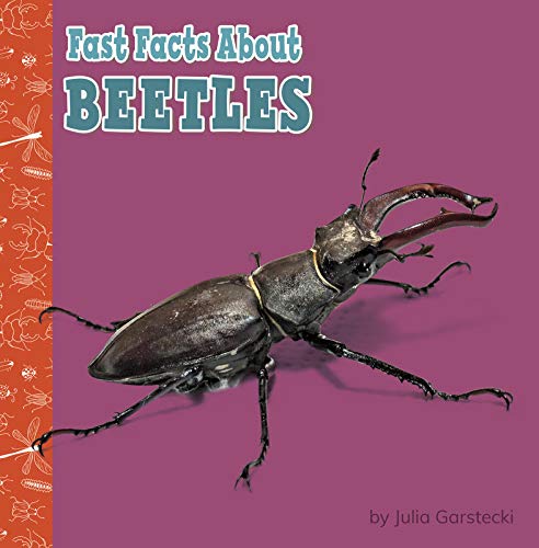 BEETLE FACTS WHAT IS A BEETLE A COMPLETE GUIDE TO BEETLES visual data 8