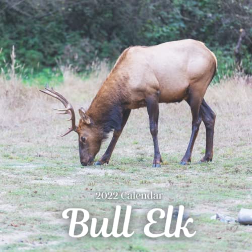 Bull Elk 2022 calendar 18 Months Calendar 20222023 For Women, Men, Kids & Bull Elk Lovers
