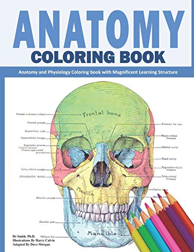 Anatomy Coloring Book: The Best Way To Learn The Human Anatomy by Smith ...