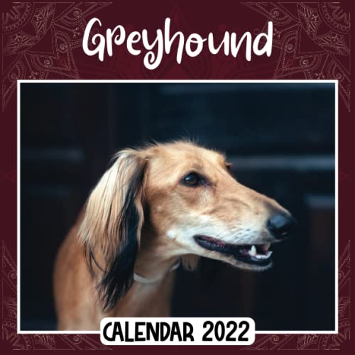 Greyhound 2022 Calendar Greyhound mini calendar 2022 2023, Greyhound